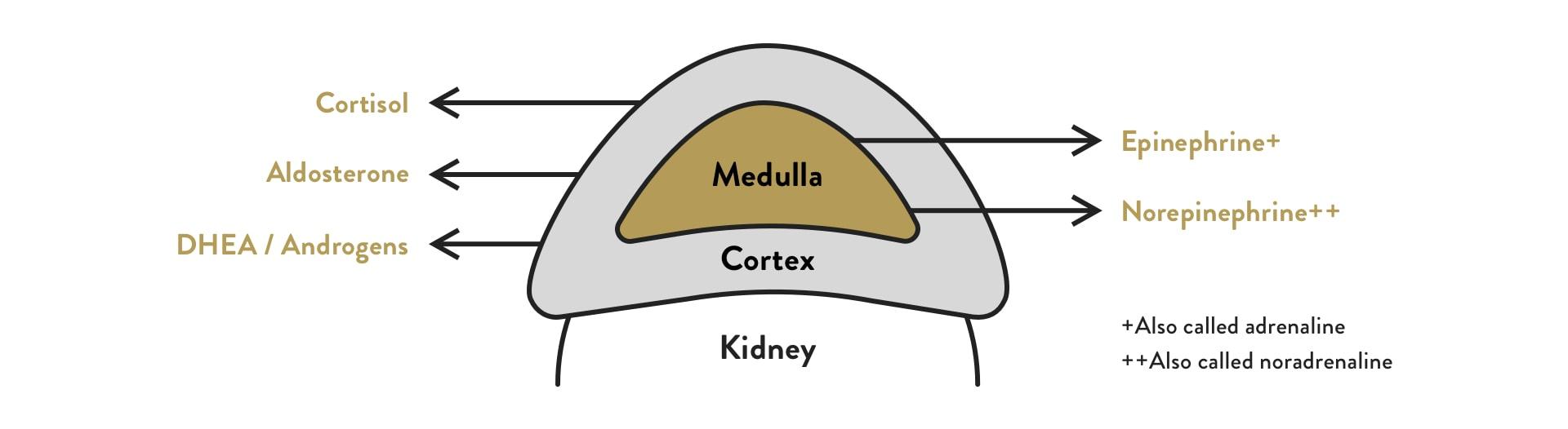 what hormone does the adrenal gland produce