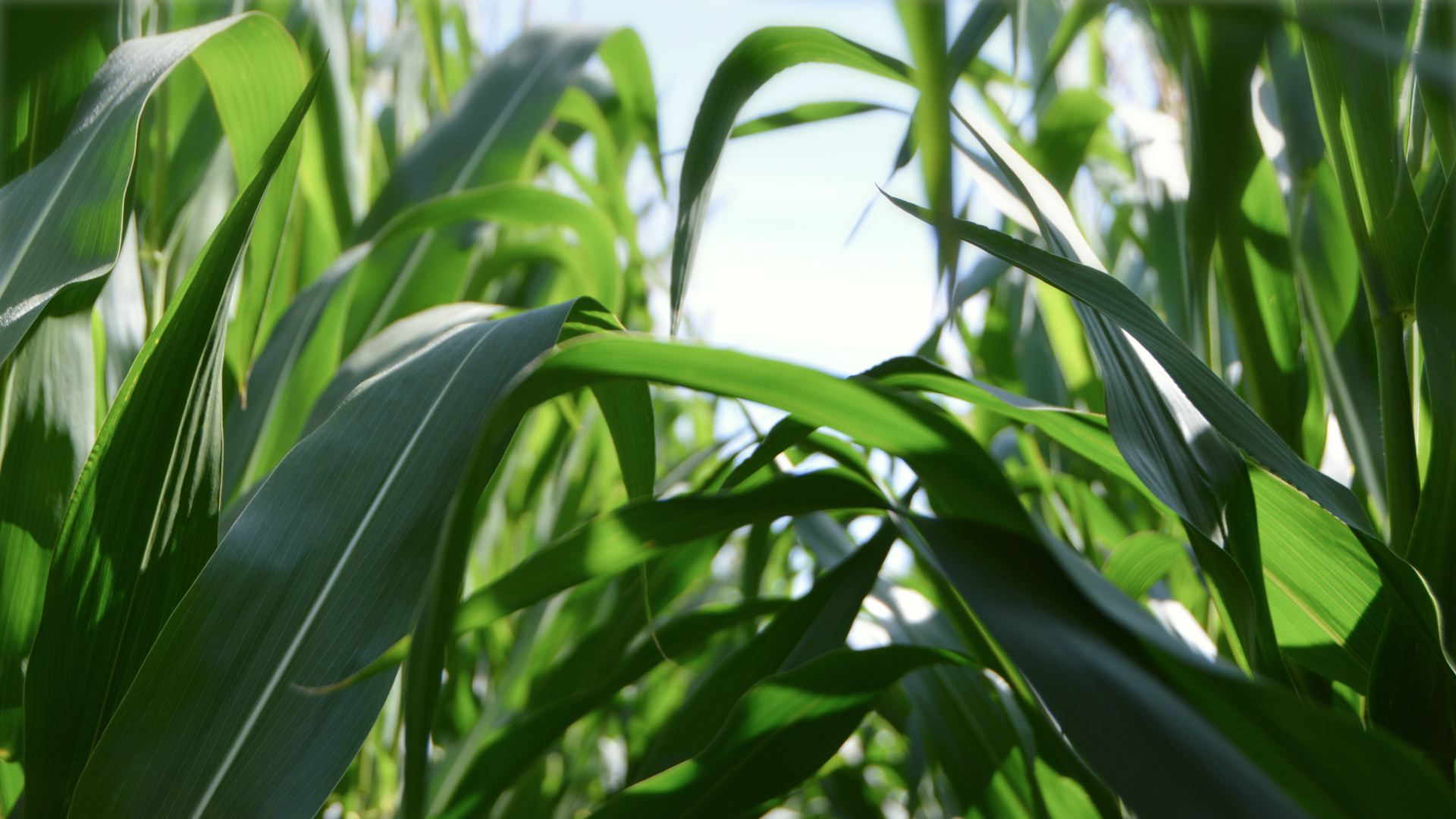 Maizinol®: Deep Sleep Support Drawn from Natural Scientific Curiosity