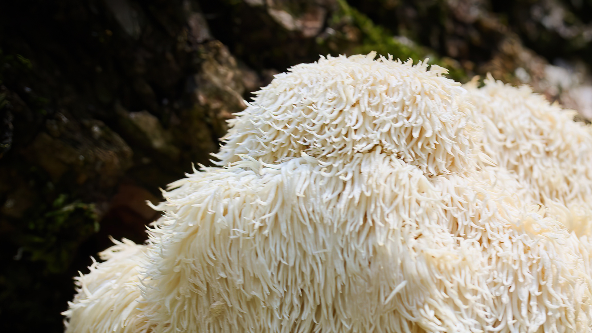 The Health Benefits Of Lion s Mane Mushroom Thorne The Health Benefits Of Lion s Mane Mushroom Thorne