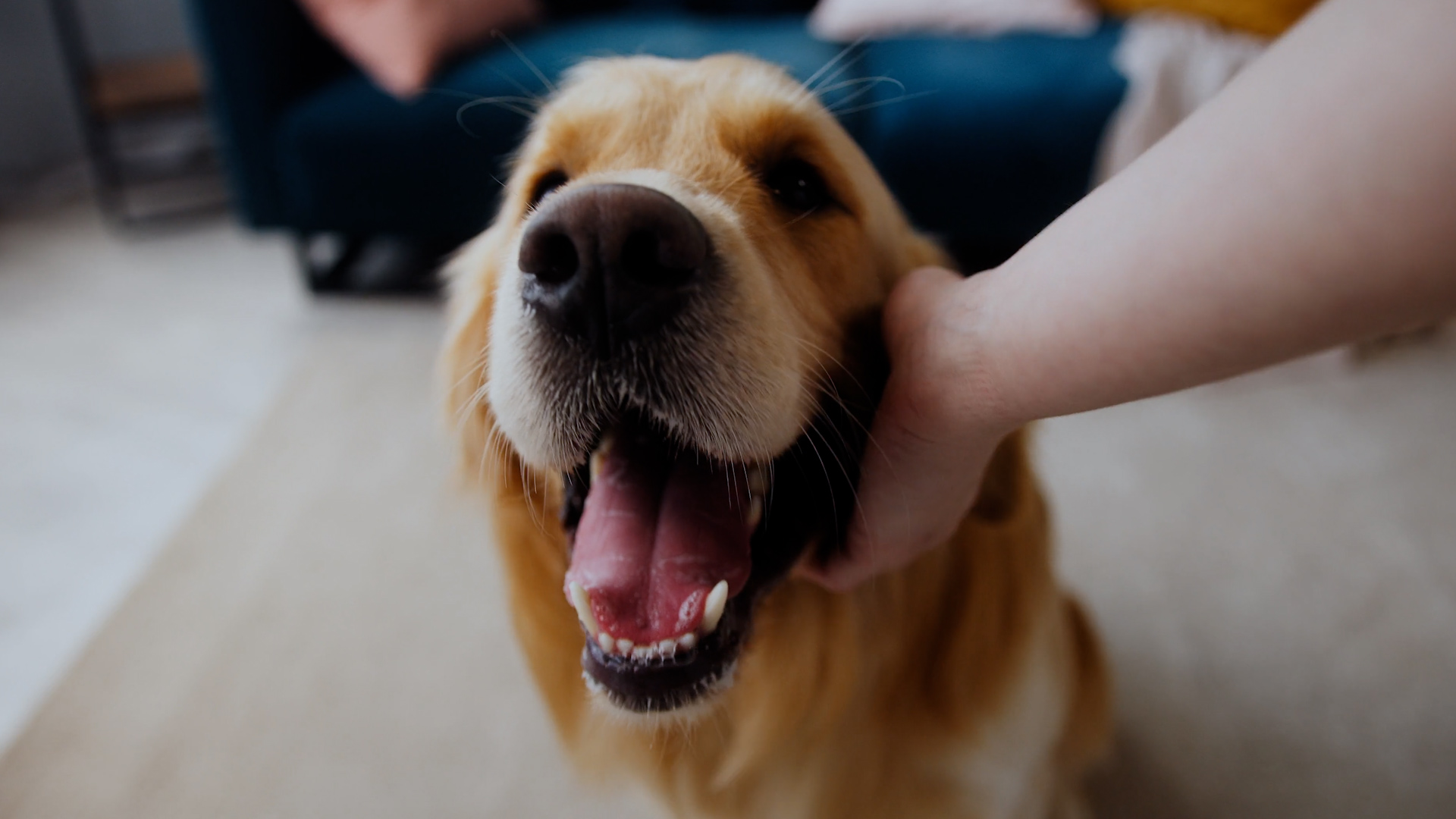 Mayo Clinic: How Animals Help Us Feel Better